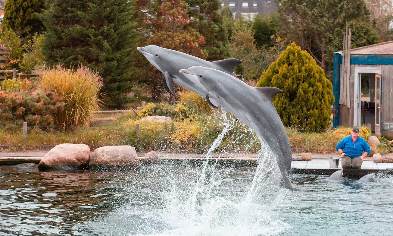 toegang tickets Dolfinarium 6 stuks, Drie personen of meer, Ticket of Toegangskaart
