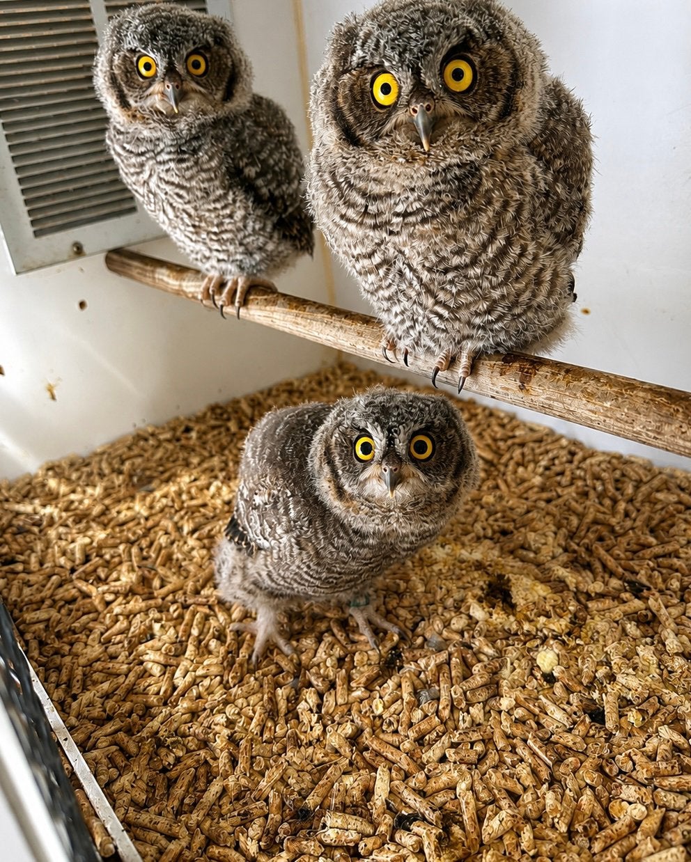 Westerse schreeuwuilen beschikbaar, Dieren en Toebehoren, Meerdere dieren, Roofvogel