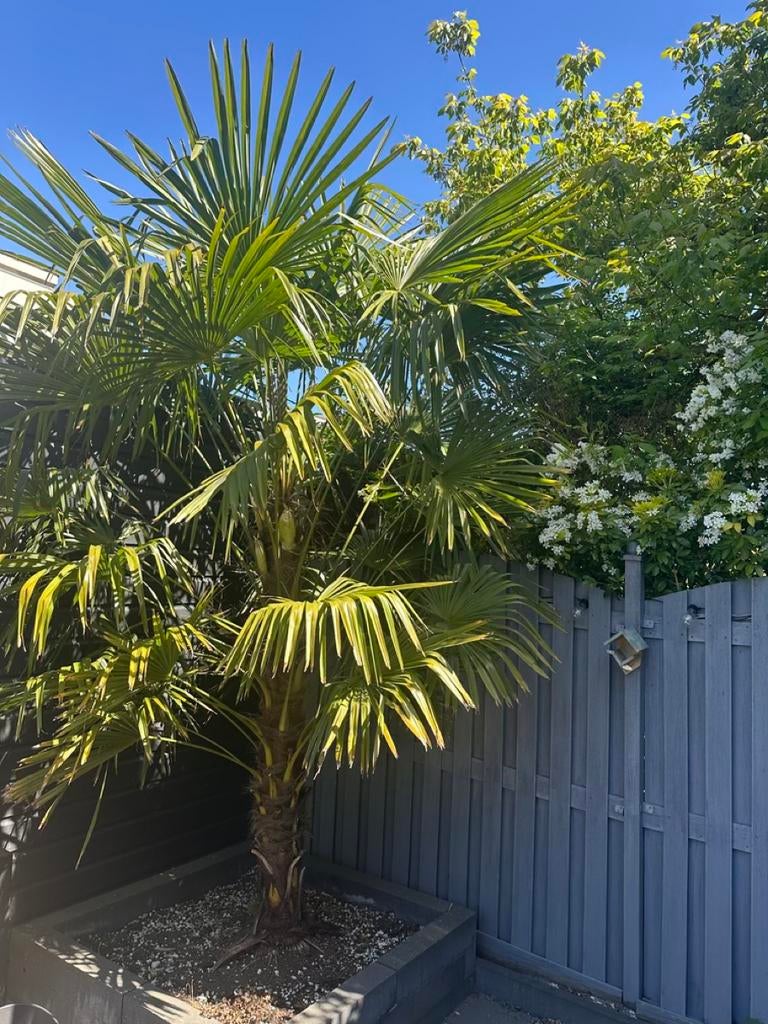 Winterharde Chinese waaierpalm (Trachycarpus fortunei), Tuin en Terras, Planten | Bomen, Lente, 100 tot 250 cm, Palmboom, Ophalen