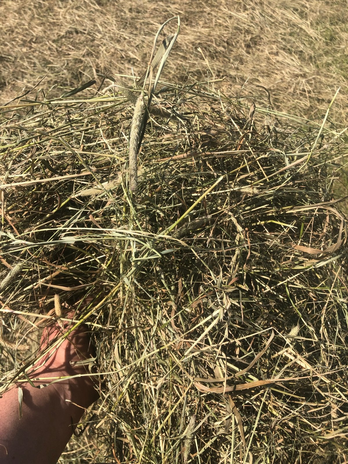 Midi balen paardenhooi - 2e snee, stofvrij en suikerarm, Ophalen, Vee