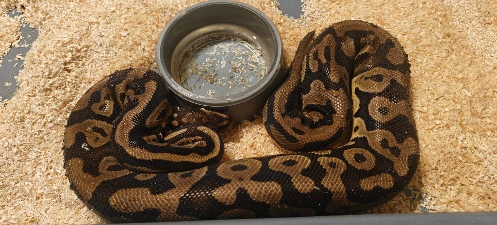 Ball python Confusion leopard het clown (Houten) Ball Python - female for sale from shirley sterckx
