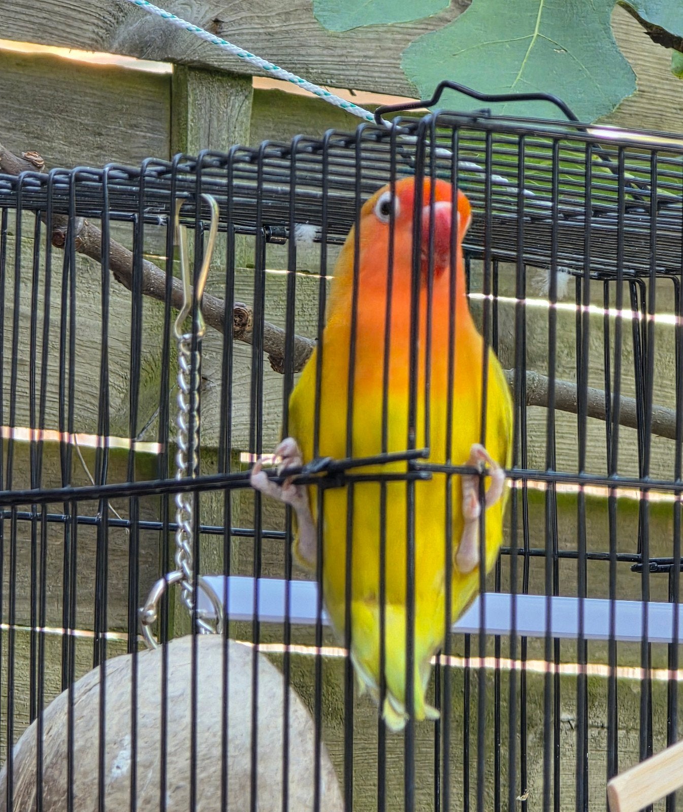 dwergpapegaai, Vrouwelijk, Dwergpapegaai of Agapornis, Tam