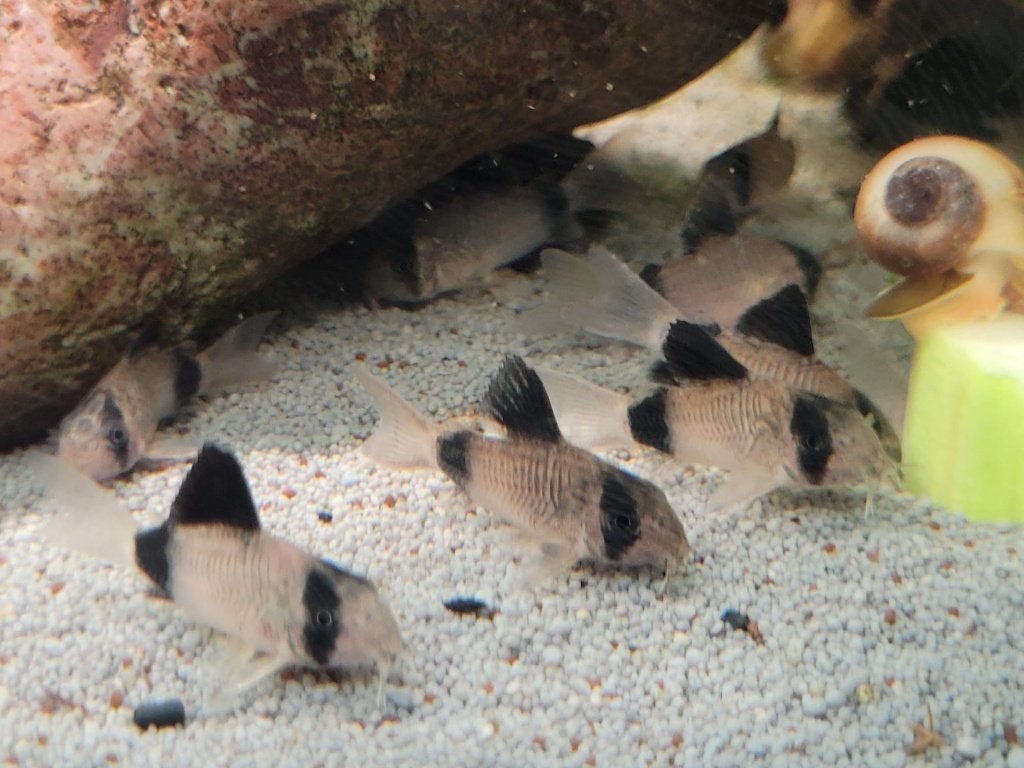 Hobbyaquarium Corydoras Panda, Vis, Zoetwatervis, Schoolvis
