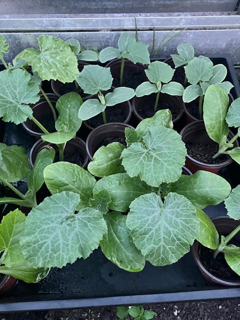 Groenteplantjes: komkommer lemon-apple, courgette, pompoen, Ophalen, Volle zon, Eenjarig, Zomer