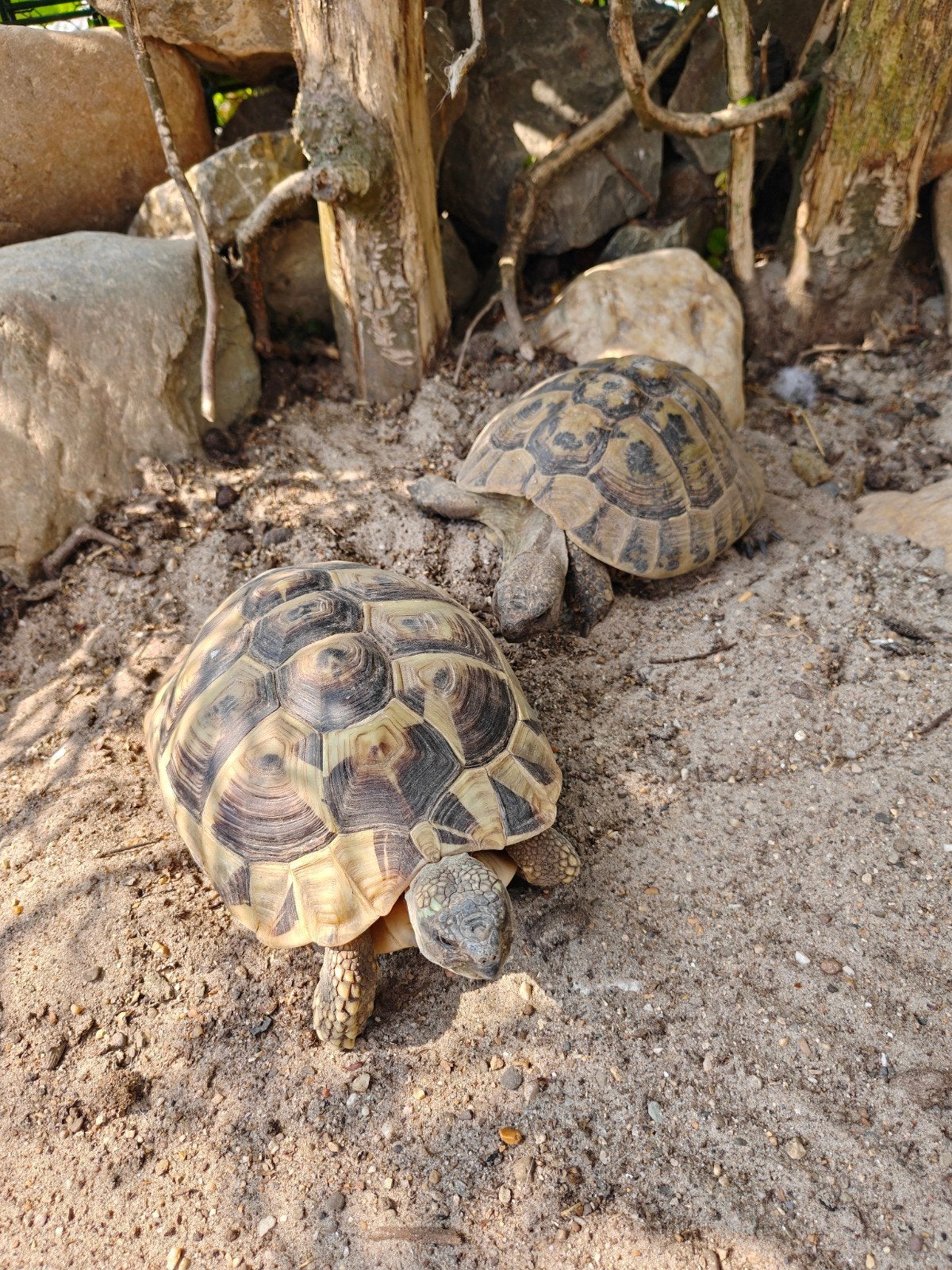 Koppel Griekse landschildpadden te koop!, Schildpad, Tam, 3 tot 6 jaar