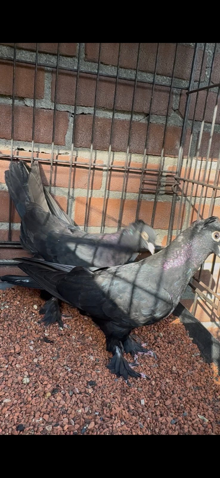 Takla duiven, Meerdere dieren, Postduif