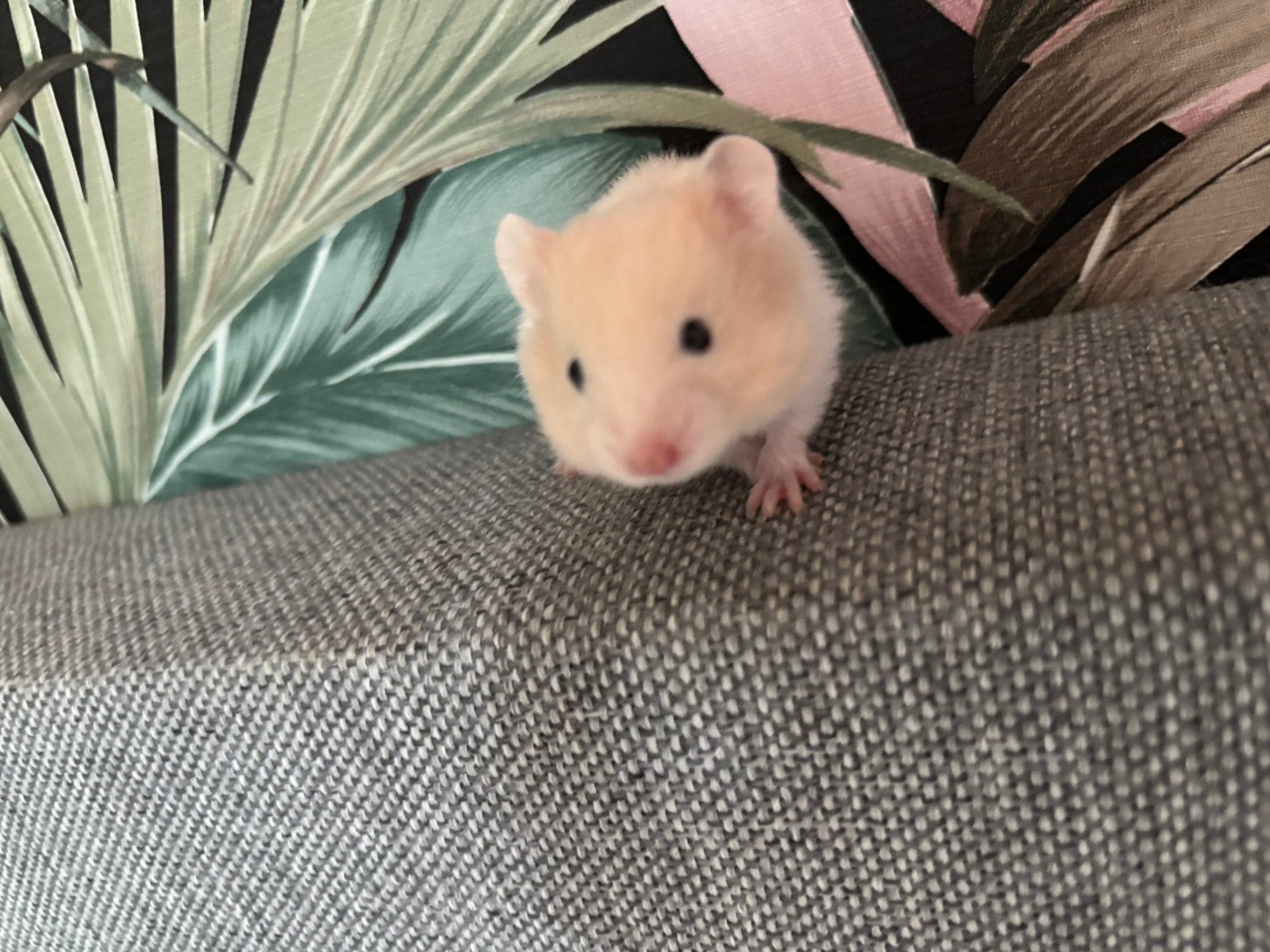 Hamster, Dieren en Toebehoren, Knaagdieren, Hamster, Juni, Mannelijk, Tam