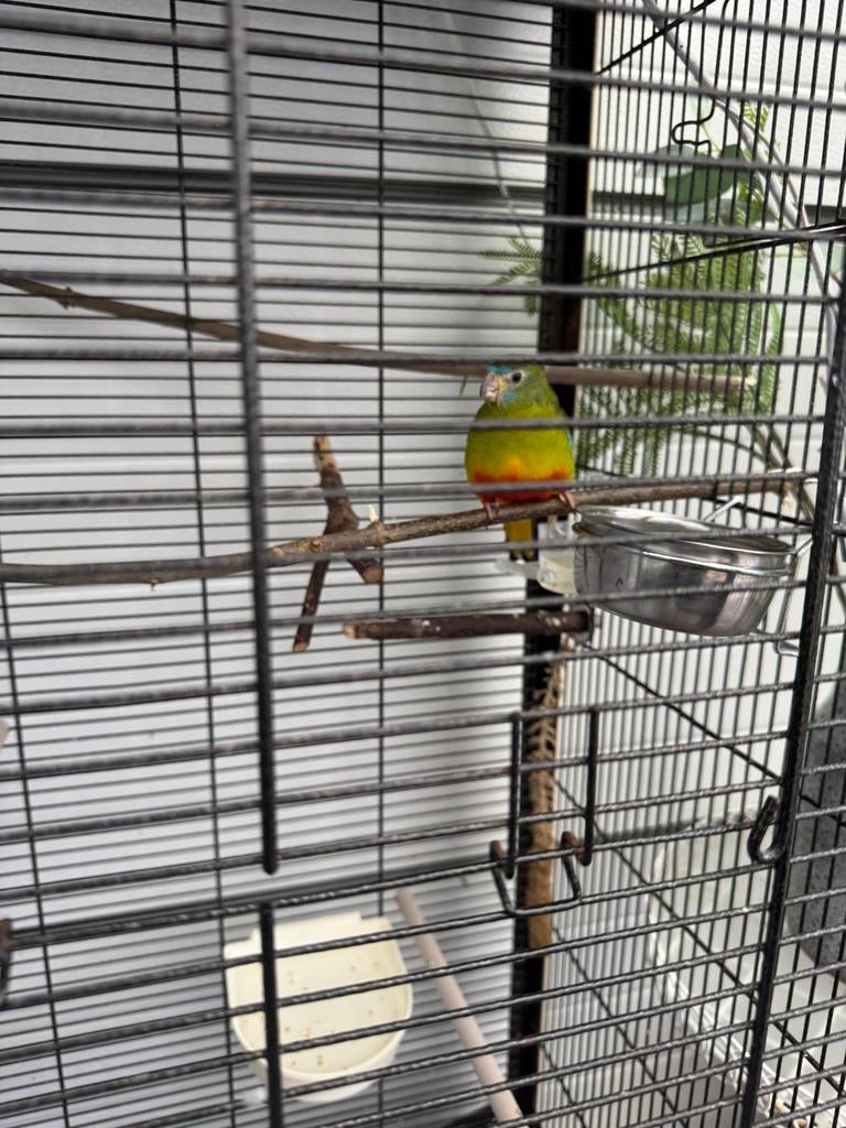 Turquouisine roodbuik, Dieren en Toebehoren, Vogels | Kanaries, Mannelijk, Zangkanarie