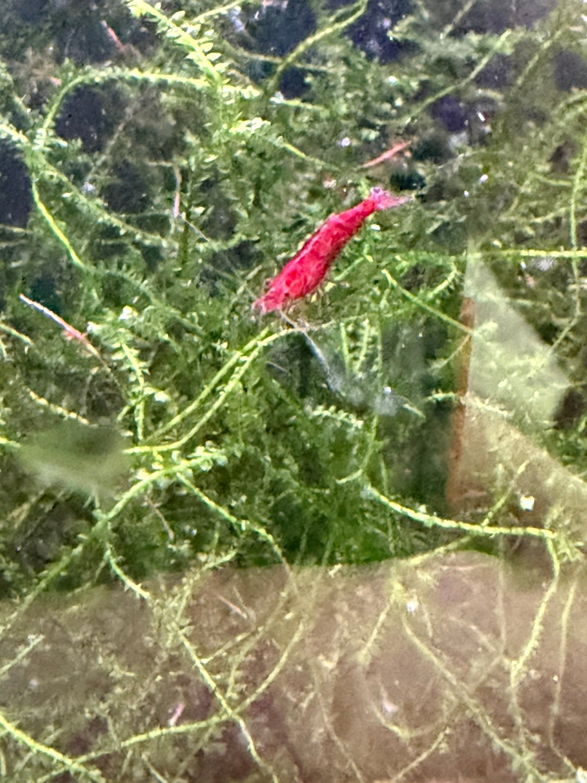 Neocaridina Bloody Mary Garnalen, Dieren en Toebehoren, Kreeft, Krab of Garnaal, Zoetwatervis