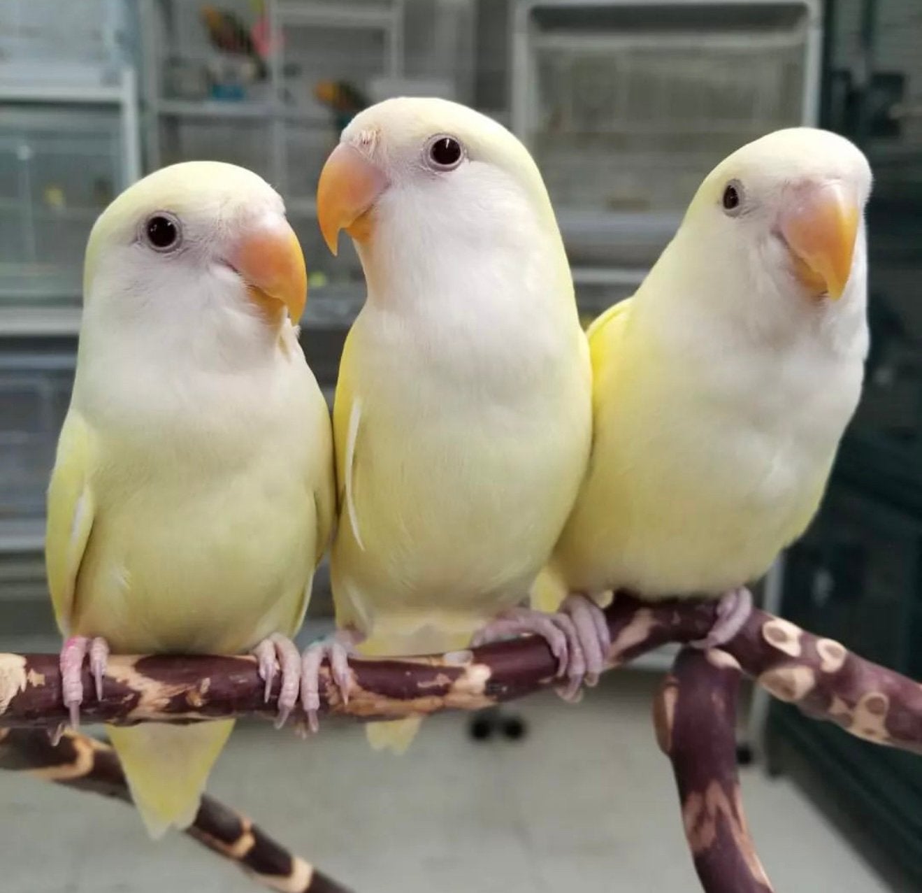 dwergpapegaaien diverse kleuren, Dieren en Toebehoren, Vogels | Parkieten en Papegaaien, Papegaai, Meerdere dieren