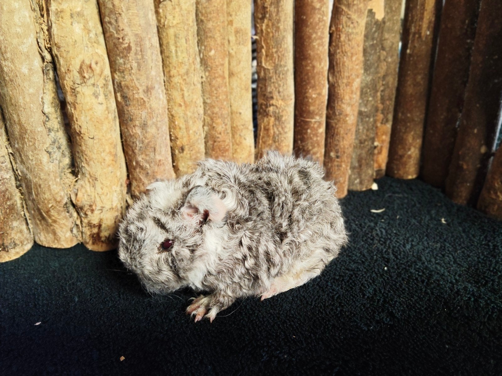 Lunkarya beertjes, Dieren en Toebehoren, Cavia, Augustus, Mannelijk, Tam