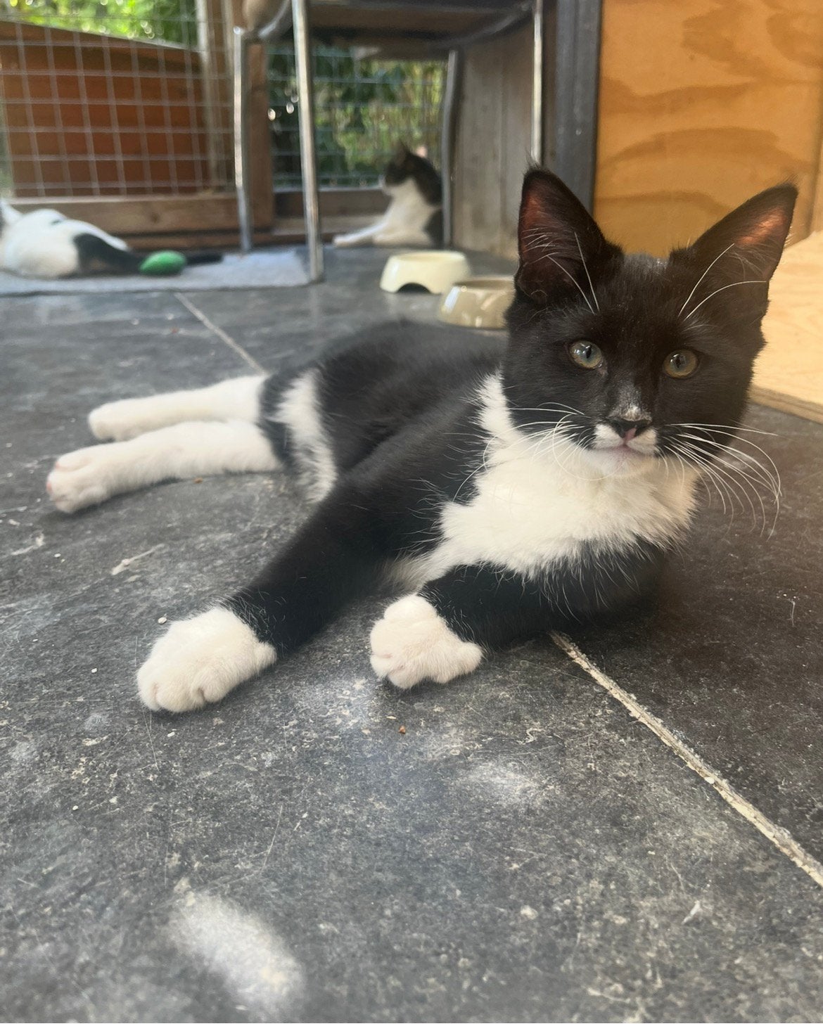 Maine Coon x kitten katertjes, mogen verhuizen, Dieren en Toebehoren, Katten en Kittens | Raskatten | Korthaar, Kater, Gechipt