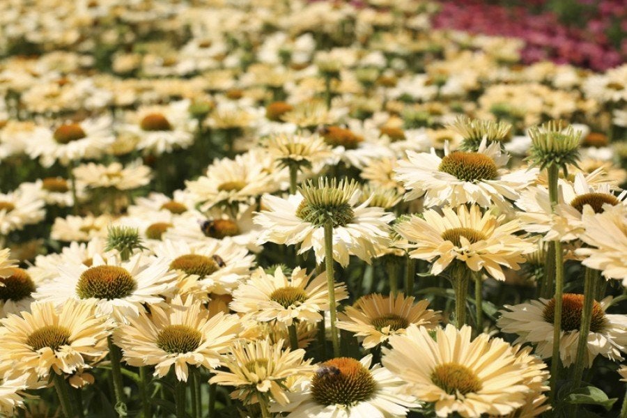 Zaden Echinacea Sensation Mango, Tuin en Terras, Ophalen of Verzenden, Volle zon