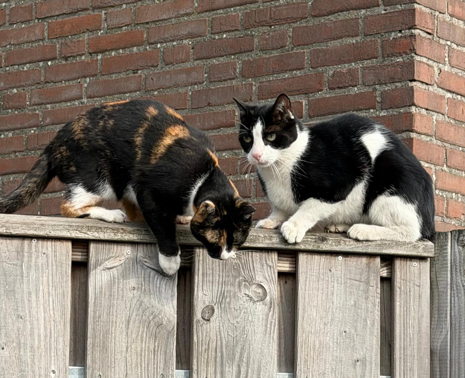 Max en Fay 6 jaar zoeken fijn nieuw thuis !, Dieren en Toebehoren, Katten en Kittens | Overige Katten, Meerdere dieren, Kortharig