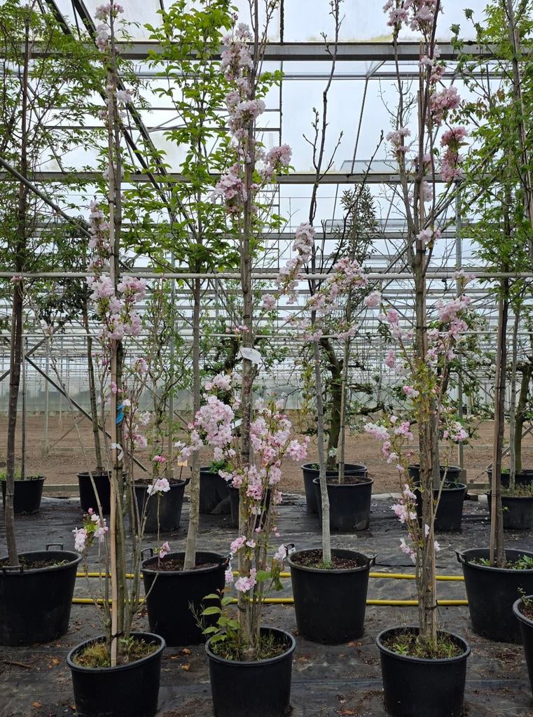 Japanse sierkers Prunus Amanogawa, Ophalen, Halfschaduw, Overige soorten
