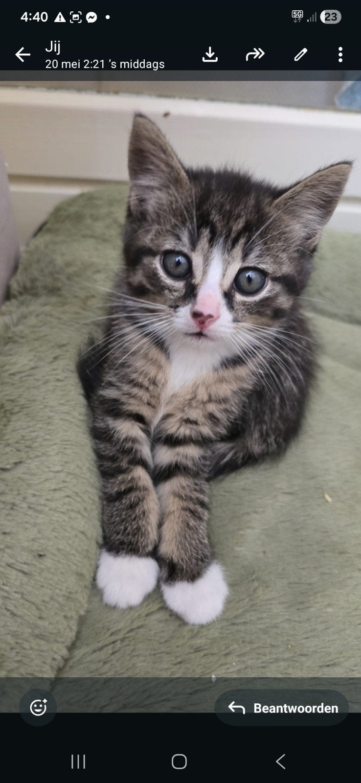 Liefste kittens van de wereld, Dieren en Toebehoren, Meerdere dieren