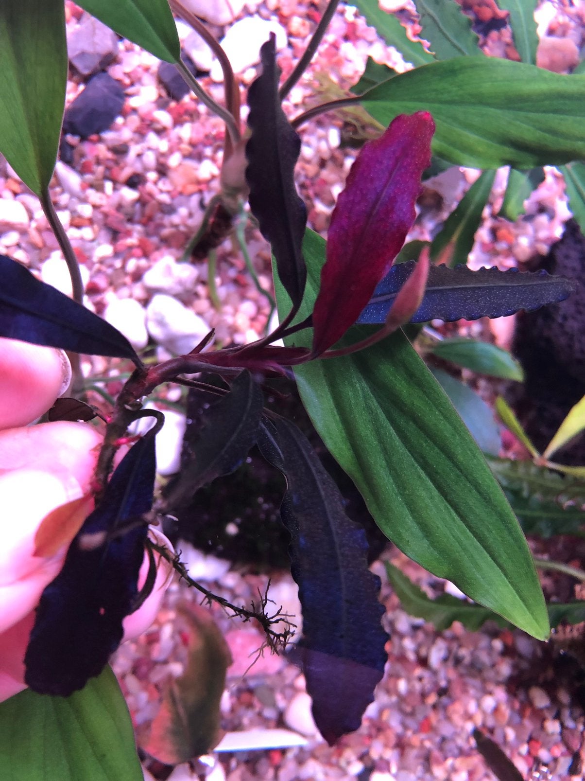 Bucephalandra brownie ghost 2011, Dieren en Toebehoren, Ophalen of Verzenden, Zo goed als nieuw, Plant(en), Steen of Hout
