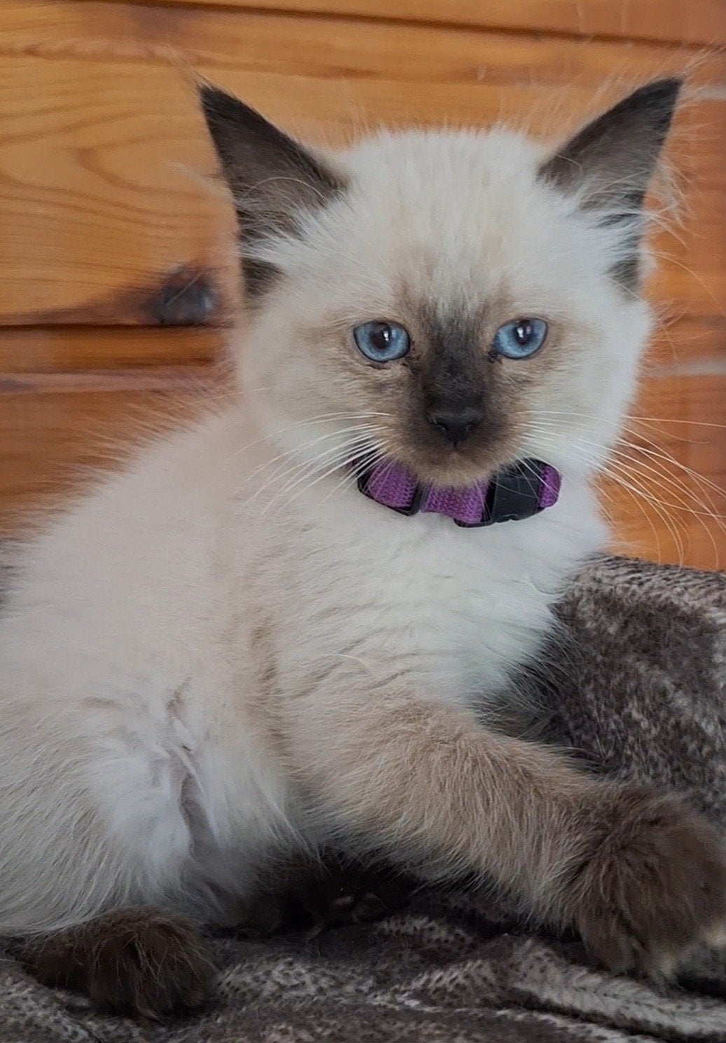 Nog drie hele knappe ragdoll meiden, Dieren en Toebehoren, Poes, Gechipt