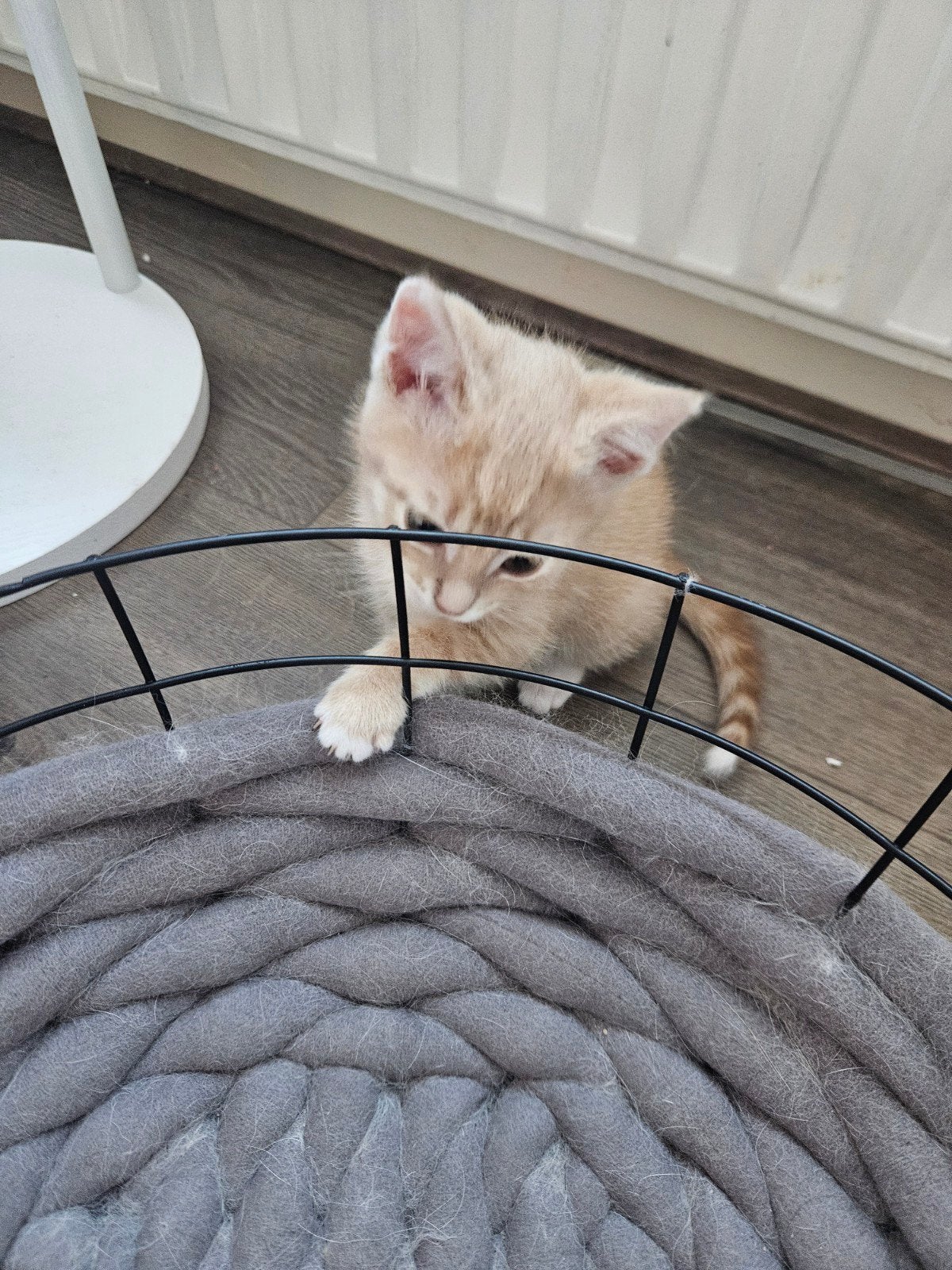 kittens