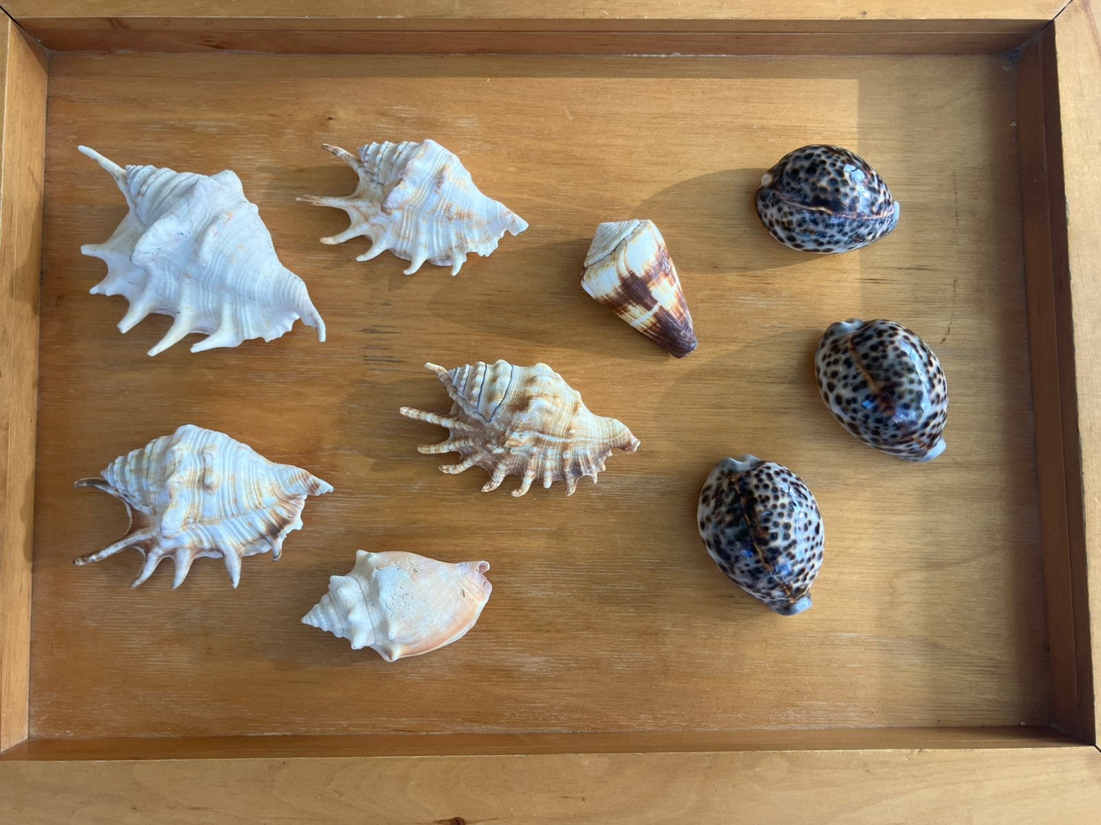 Verzameling van 9 originele schelpen, samen 25€, Verzamelen, Ophalen of Verzenden, Schelp(en)