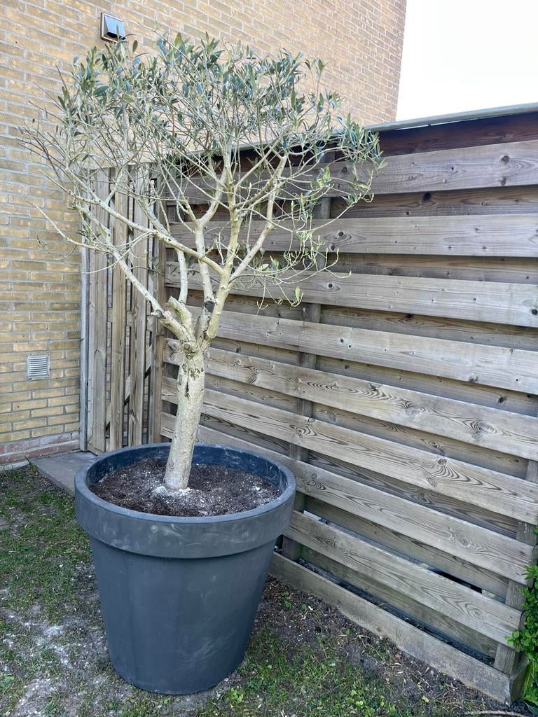 Grote olijfboom met grote pot, Volle zon, Bloeit niet, Ophalen of Verzenden, 100 tot 250 cm