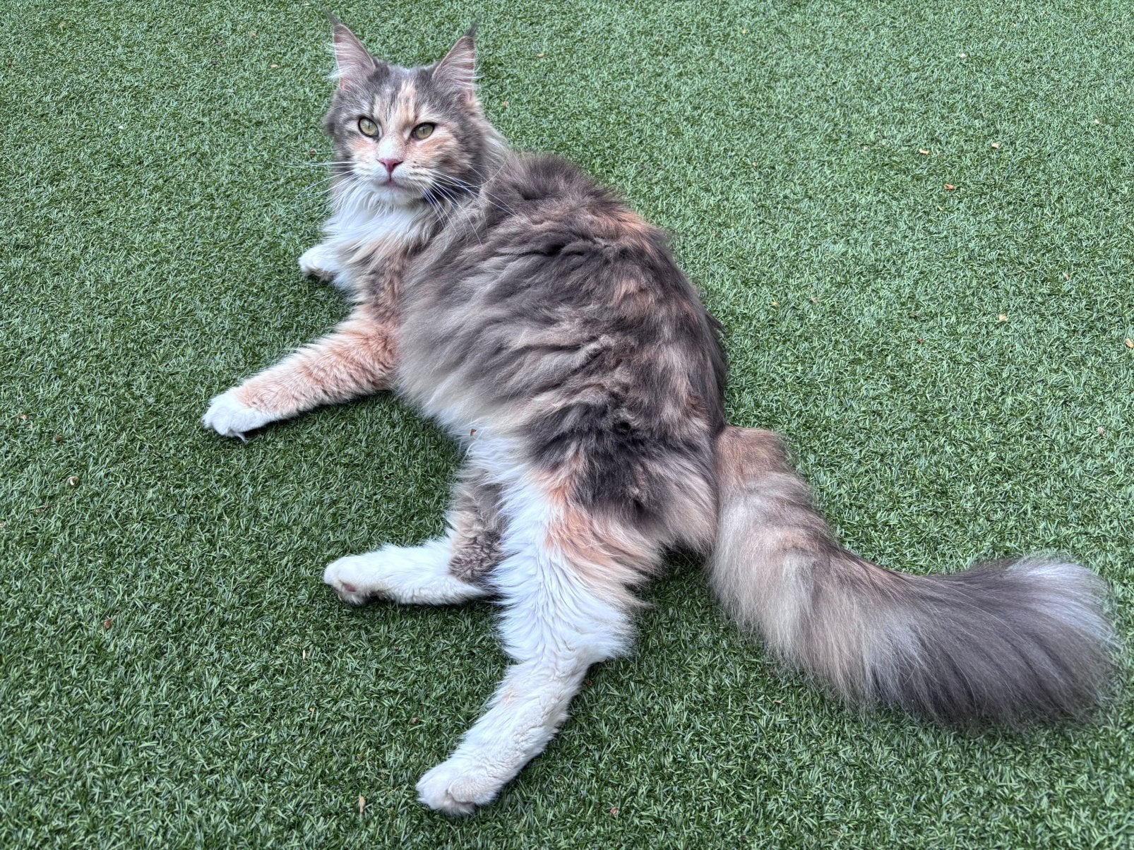Maine Coon poes 4 jaar, Poes, Gechipt, 3 tot 5 jaar