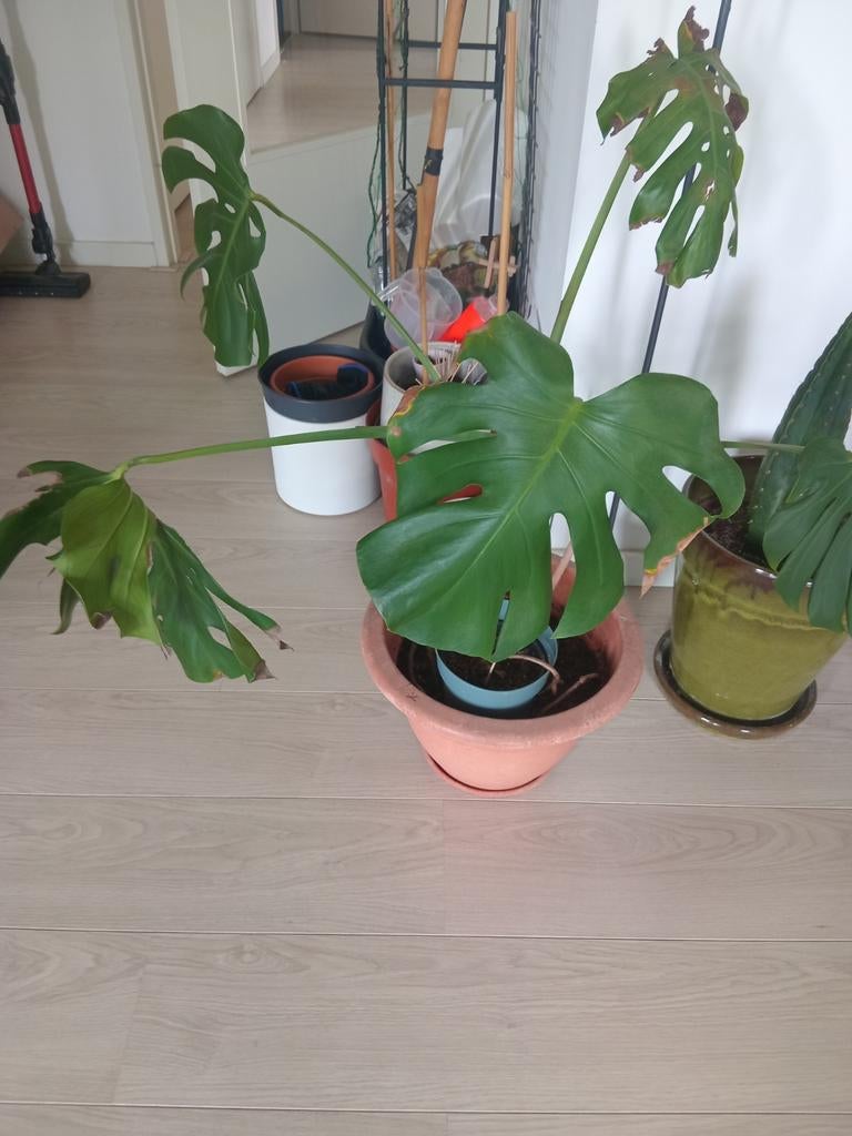 Monstera Deliciosa - Gatenplant, Ophalen of Verzenden, Overige soorten