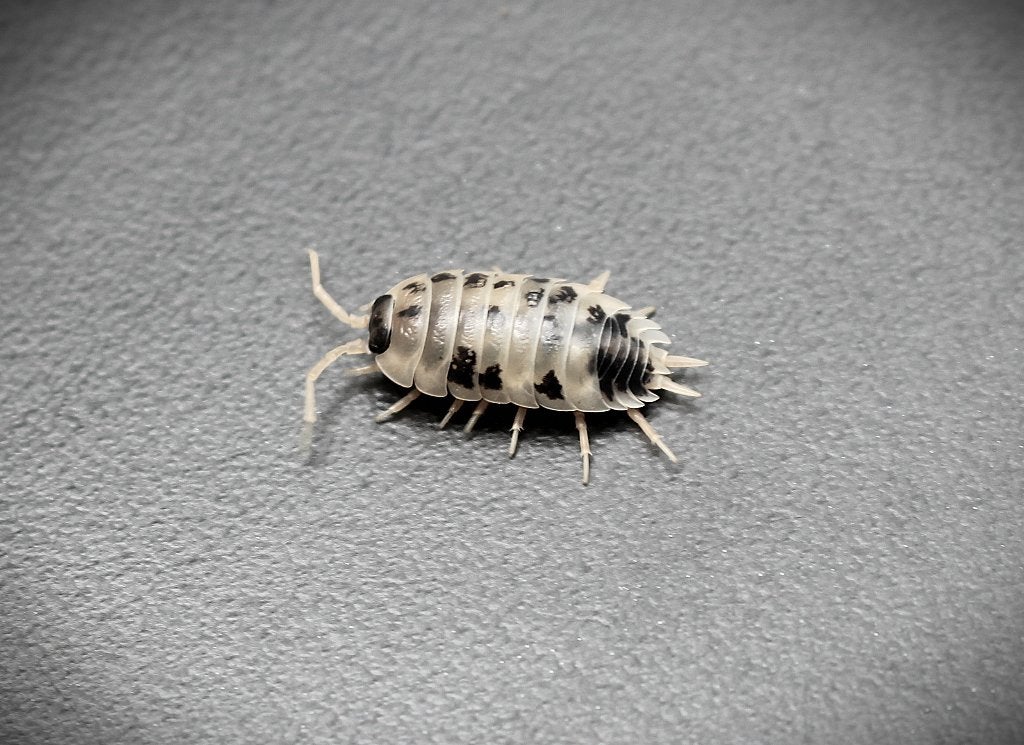 Dairy Cow Isopods te koop – Actieve cleanup crew, Overige soorten, 0 tot 2 jaar