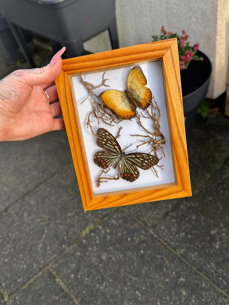 Ingelijste dode vlinders - Uniek decoratiestuk, Verzamelen, Dierenverzamelingen, Ophalen of Verzenden, Gebruikt, Insect, Opgezet dier