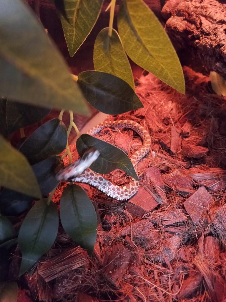 Haakneus slang het albino Hognose Snake - unknown for sale from De Waterlelie BV