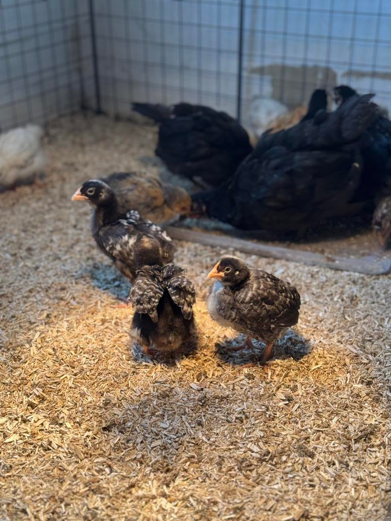 Hybride legkip kuikens, Dieren en Toebehoren, Pluimvee, Geslacht onbekend, Kip