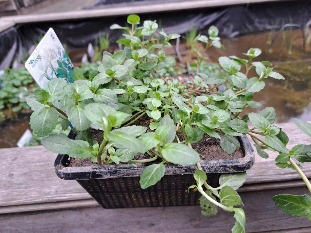 Vijverplanten  Helofyten Beekpunge ( Veronica beccabunga), Ophalen