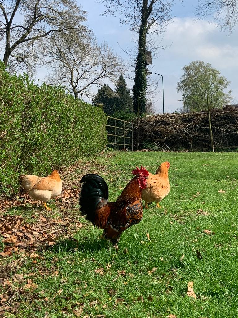 Hanen, Dieren en Toebehoren, Pluimvee, Mannelijk, Kip