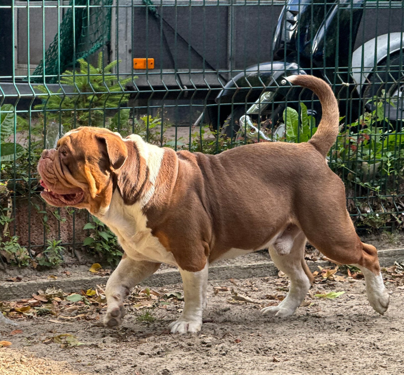 Dekreuen Old engöush Bulldog en Amerikasnse bulldog, Nederland, Parvo, Reu, 8 tot 15 weken