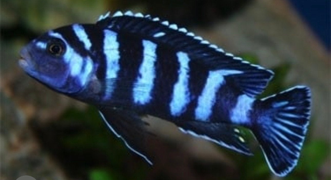 blauwe cichliden, Dieren en Toebehoren, Vis