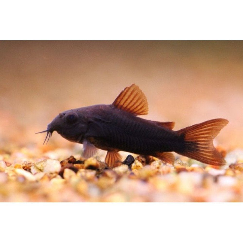 Corydoras Black Venezuela - Locatie Bilzen BE, Dieren en Toebehoren, Vis, Zoetwatervis, Schoolvis