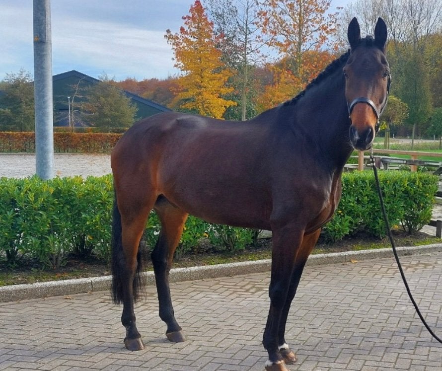 Brave KWPN RUIN, Dieren en Toebehoren, Paarden, Ruin, Recreatiepaard, 11 jaar of ouder
