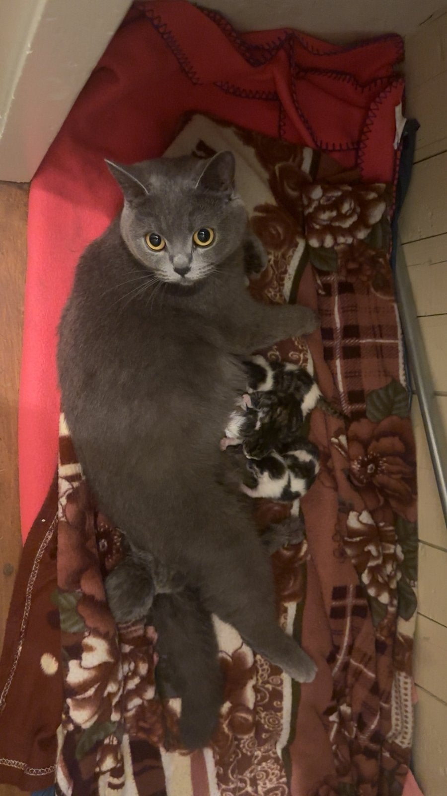 Britse korthaar kittens, Meerdere dieren