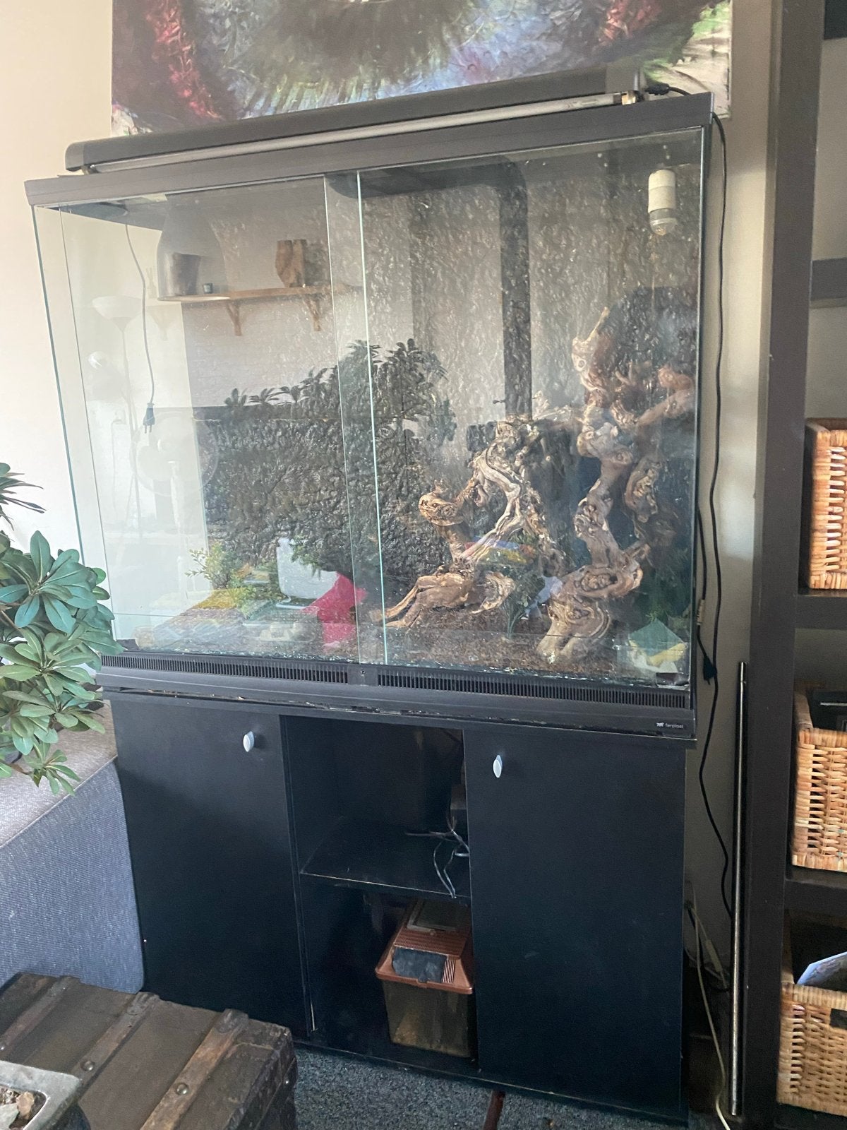 Terrarium, Dieren en Toebehoren, Reptielen en Amfibieën, Hagedis, 0 tot 2 jaar