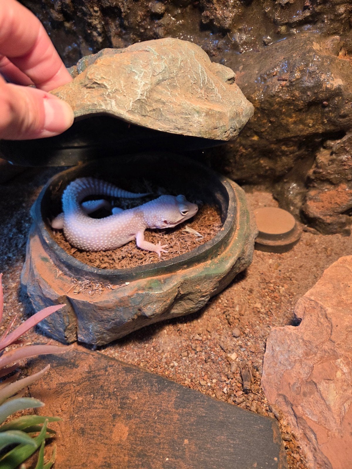 kweekgroep luikaardgekko, Dieren en Toebehoren