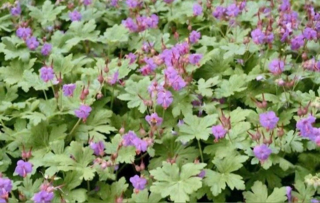 Tuinplant | rotsooievaarsbek bodembedekker paars/roze bloem, Tuin en Terras, Vaste plant, Halfschaduw, Zomer, Ophalen