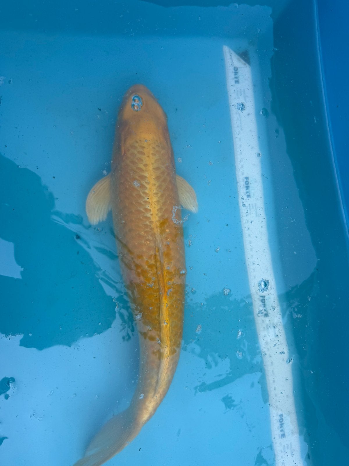 Yamabuki Ogon, Dieren en Toebehoren, Karper of Koi