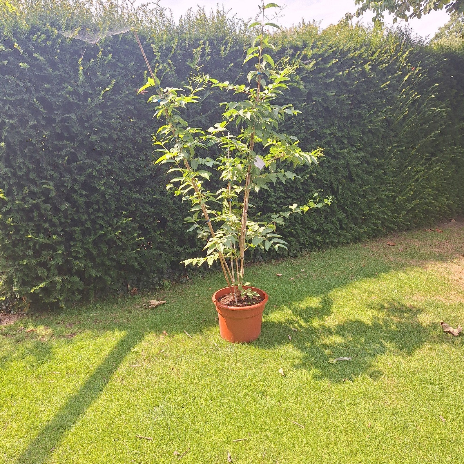 Zevenzonenboom (Heptacodium miconioides) in pot, Tuin en Terras, Planten | Bomen, Ophalen, In pot, Volle zon, Overige soorten