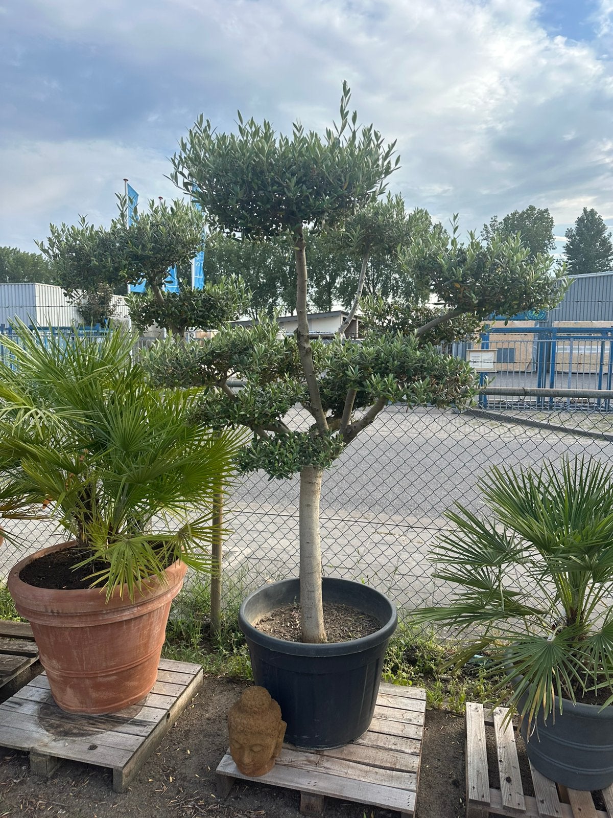 Pon pon olijfboom. AANBIEDING, Tuin en Terras, Planten | Bomen, Ophalen of Verzenden