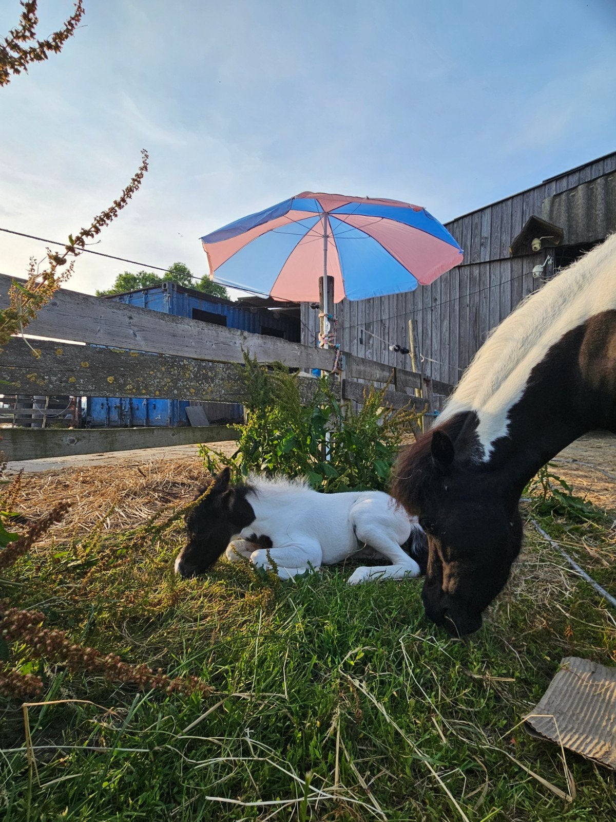 Merrie met veulen. Nmprs stamboek, Merrie, A pony (tot 1.17m), 0 tot 2 jaar