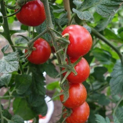 Biologische buitentomaat, phytophthora resistent, Tuin en Terras, Planten | Tuinplanten, Ophalen, Volle zon, Groenteplanten, Eenjarig