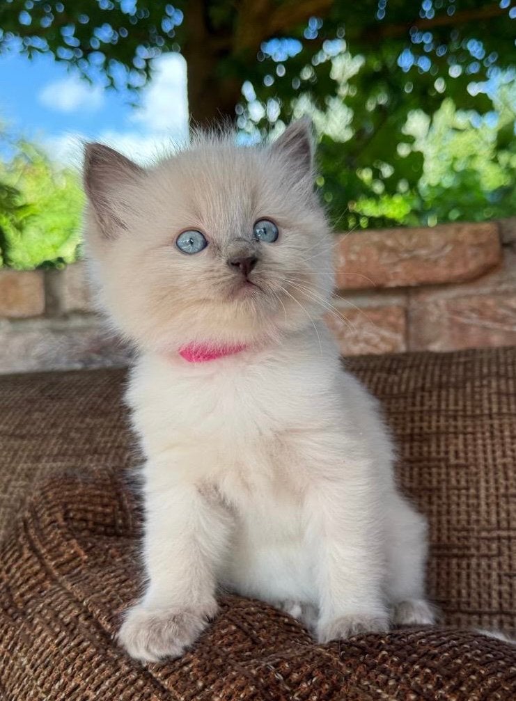 100% zuivere ragdoll kitten, binnenkort beschikbaar, Poes, Gechipt