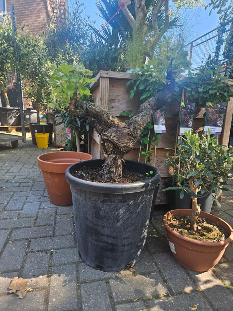 Druif op stam: € 19,99 - 6 verschillende soorten, Ophalen, Minder dan 100 cm, Overige soorten, Zomer