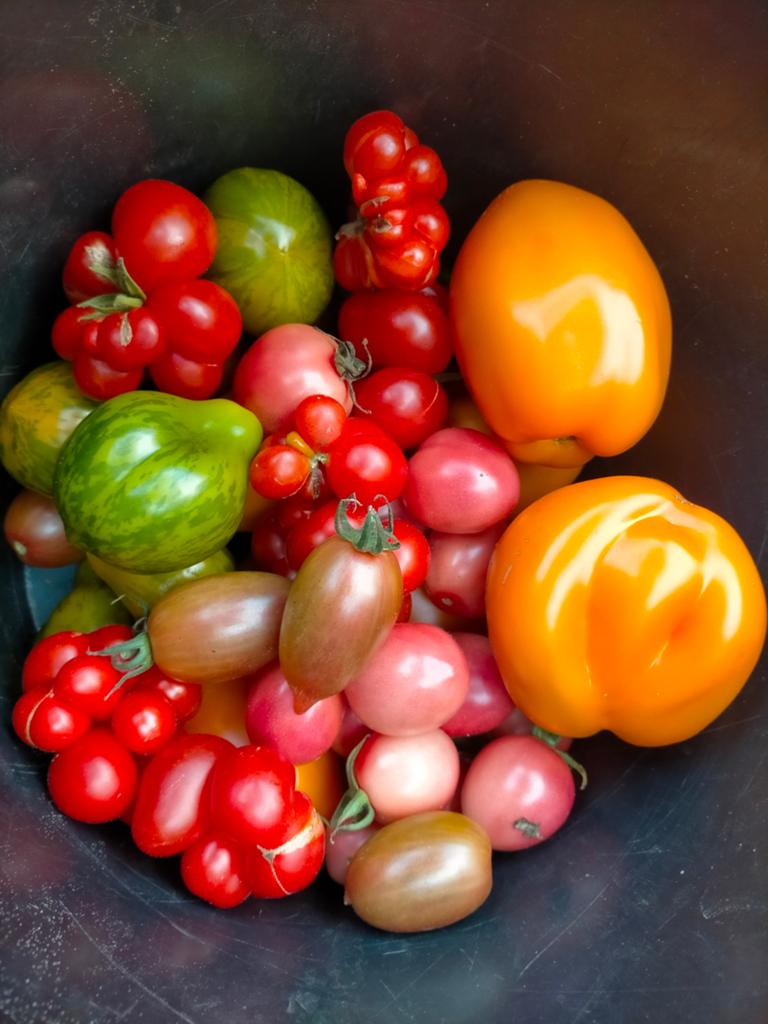 tomatenplanten & moestuinplanten te koop nu goedkoper!!, Ophalen, Overige soorten, Volle zon