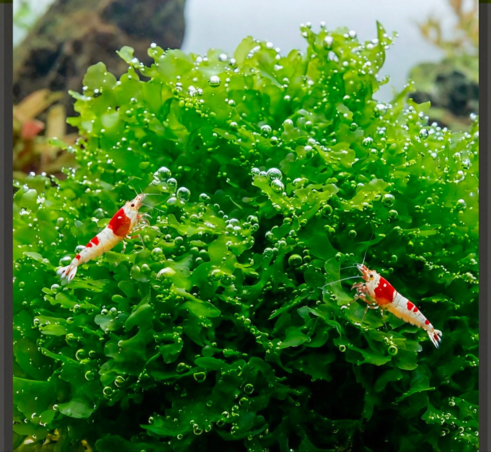 Levermos,  aquarium mos | Shrimporium, Ophalen of Verzenden, Nieuw, Plant(en), Steen of Hout